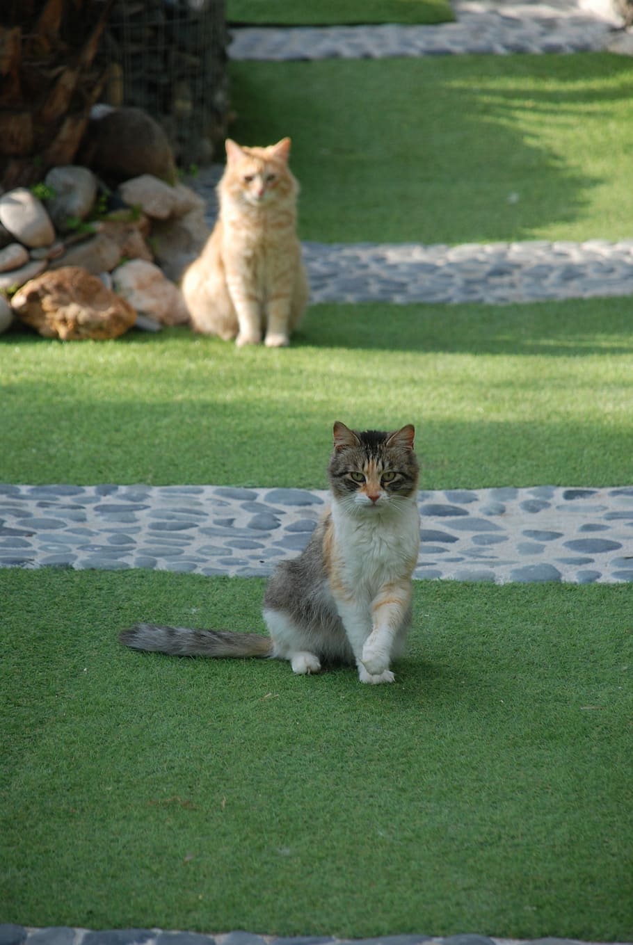 cat, kitten, animals, cats, vacation, playful, domestic, mammal HD wallpaper
