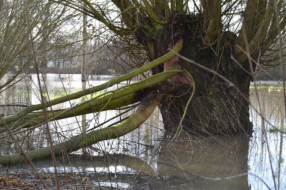 tree, nature, water, plant, no people, tree trunk, branch, tranquility HD wallpaper