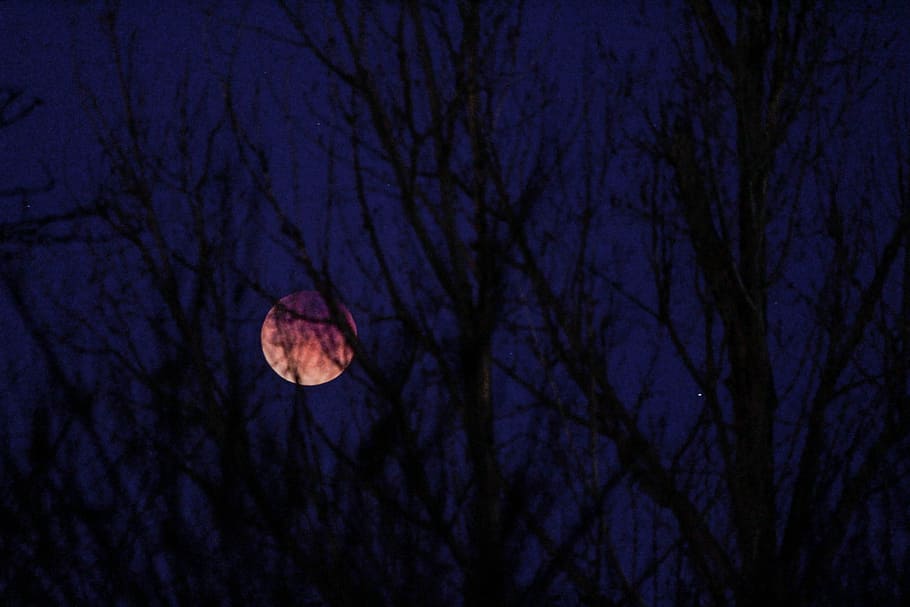 silhouette of trees at nighttime, silhouette of trees, moon, shadow HD wallpaper