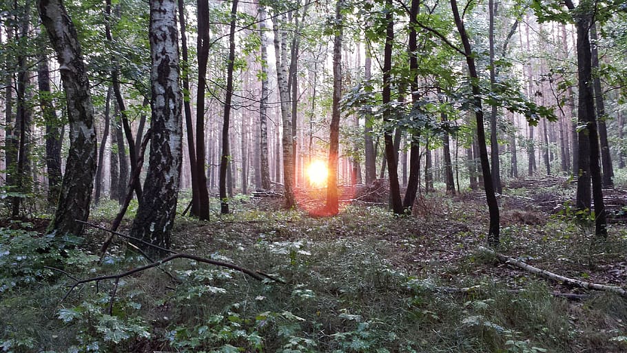 birch forest, sunrise, morning, tree, plant, land, tranquility HD wallpaper