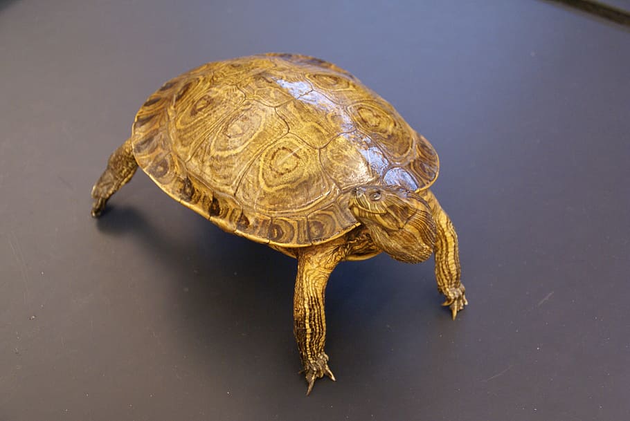 turtle, animal, close-up, macro, shell, armor, preserved, display HD wallpaper