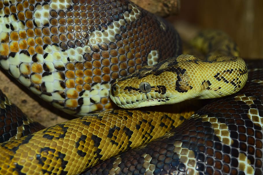snake, head, close, reptile, constrictor, snakehead, yellow HD wallpaper