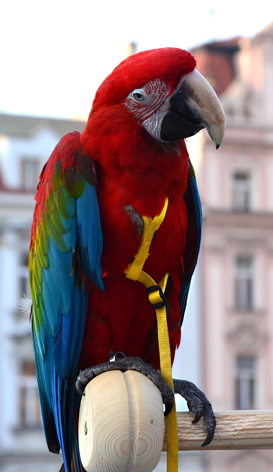ara, parrot, prague, bird, animal, red, parrots, color, green, HD wallpaper