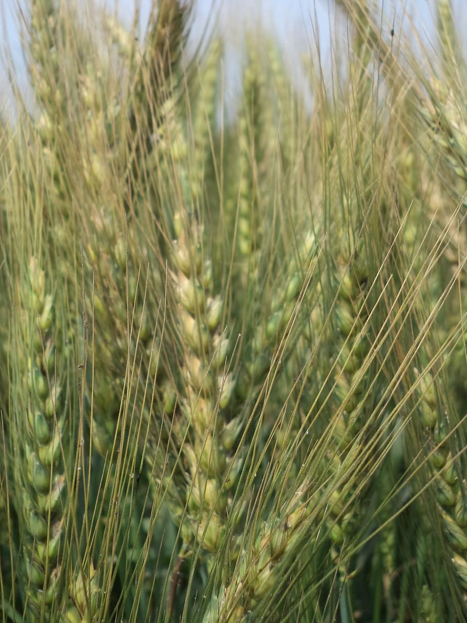 wheat field, plant, growth, agriculture, nature, rural scene HD wallpaper