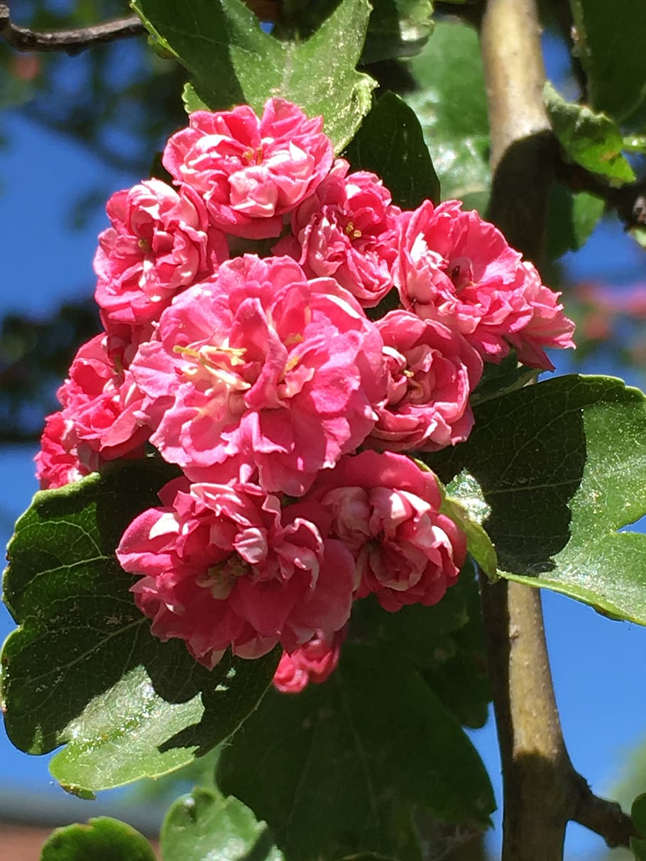 hawthorn, blossom, bloom, close up, flower, full bloom, spring, HD wallpaper