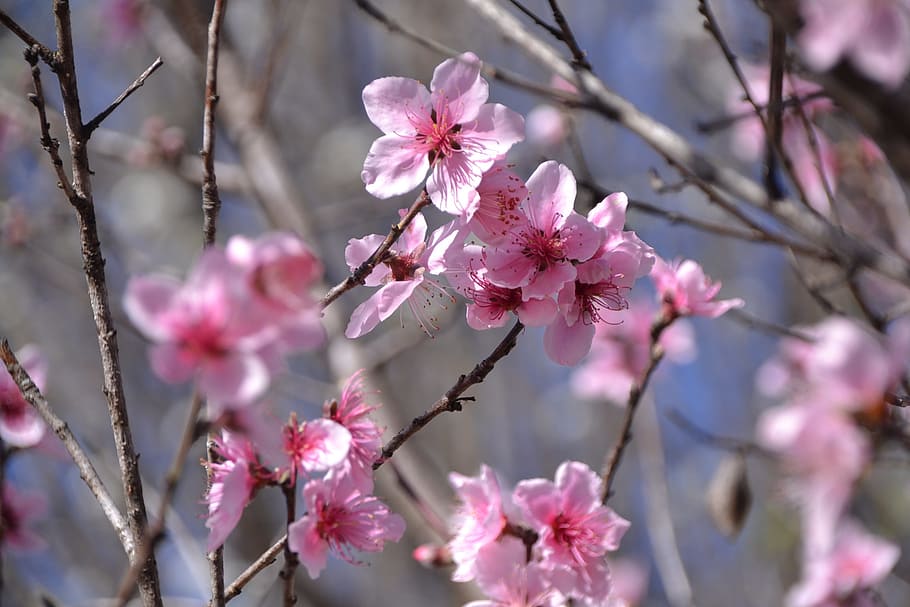 Peach Blossoms, Springtime, Pink, Botany, flower, bloom, floral HD wallpaper