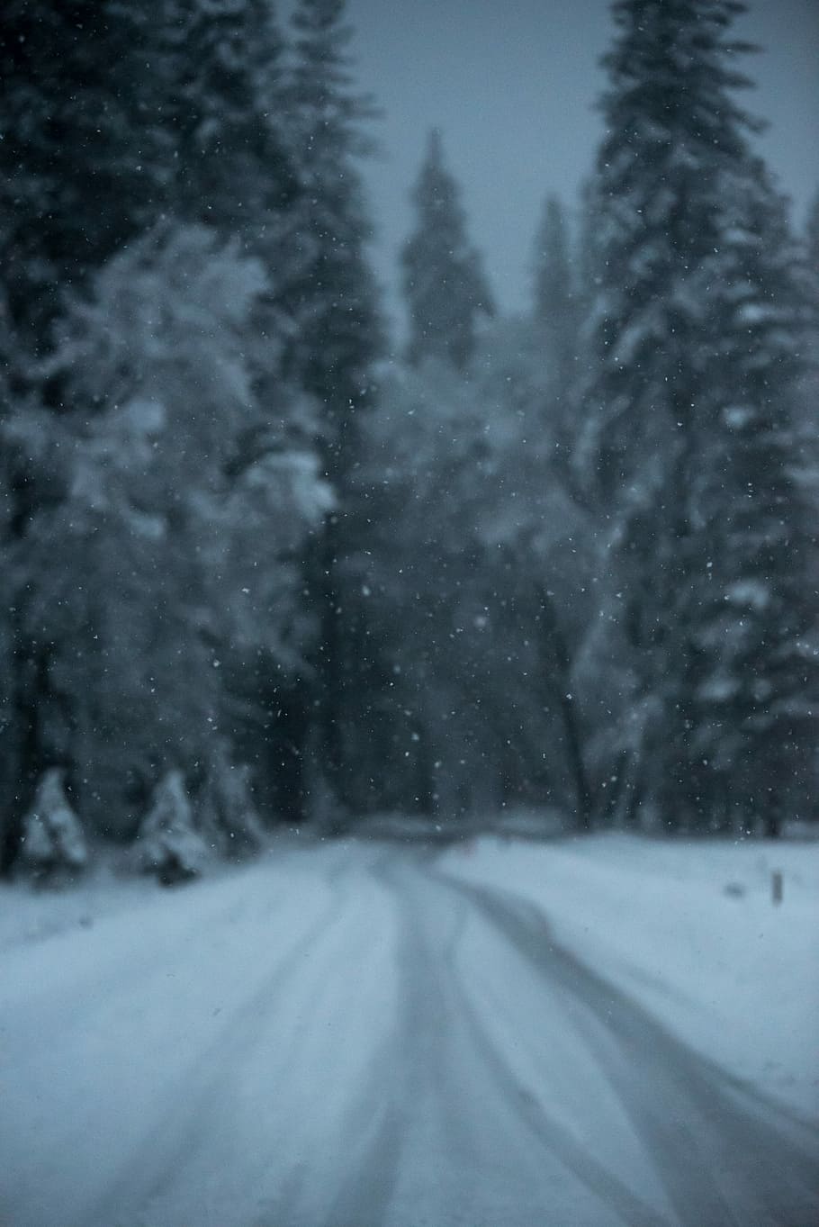trees covered in snow during snow season, black pathway in between snow covered trees HD wallpaper