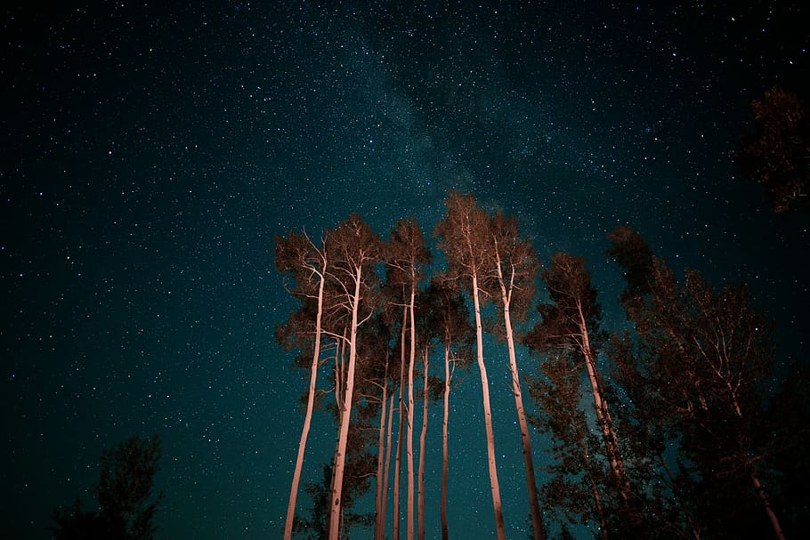 Hd Wallpaper: Worm's-eye View Of Night Sky Above Trees, Worms Eye View 