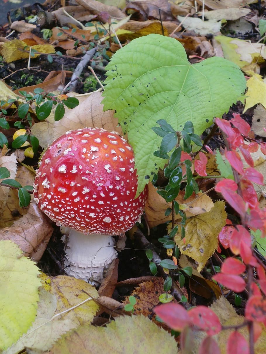 fly agaric, leaf, heart shape, leaves, color, autumn, mood HD wallpaper