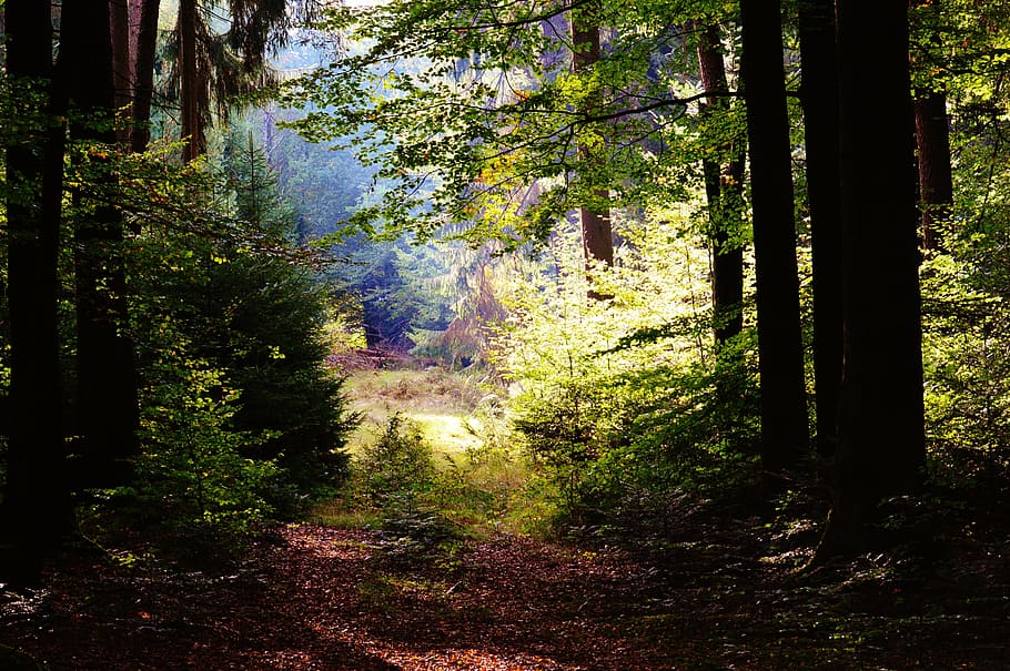 green leafed trees and plants, forest, leaves, sun, morgenstimmung HD wallpaper