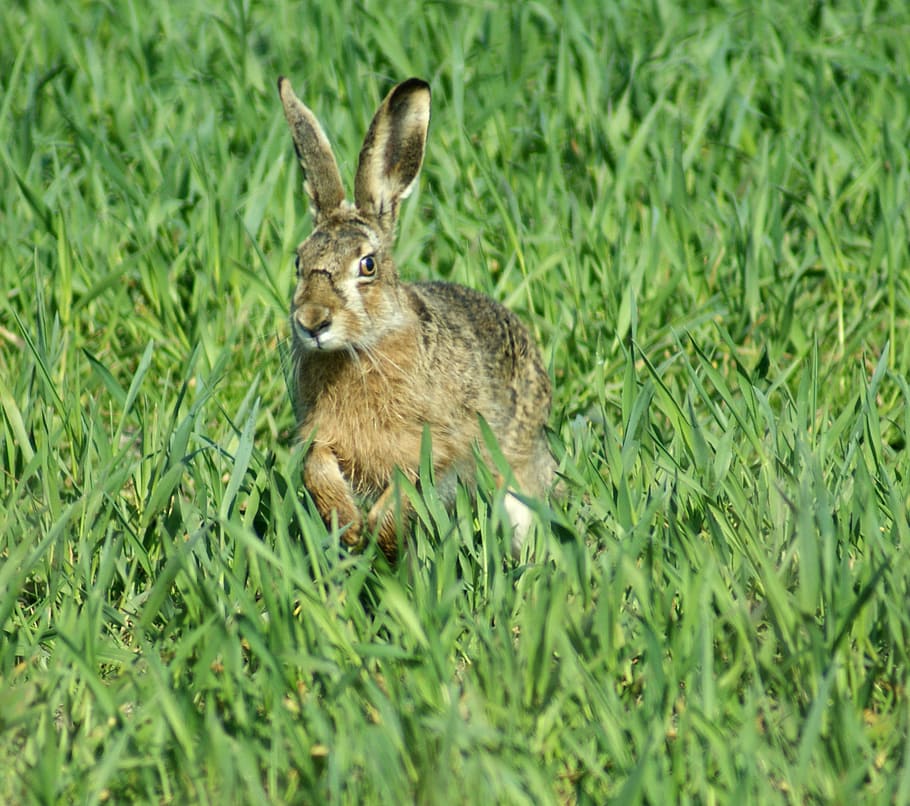 Hare, Easter, Spring, Animals, grass, one animal, animals in the wild HD wallpaper