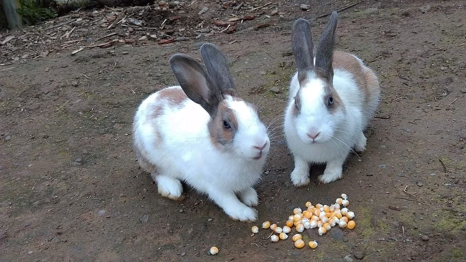 rabbit, cute, bunny, mammal, easter, animal, animal themes HD wallpaper