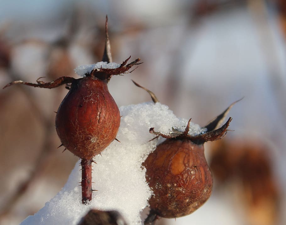 frozen, buds, winter, cold, snow, weather, flower, season, petal HD wallpaper