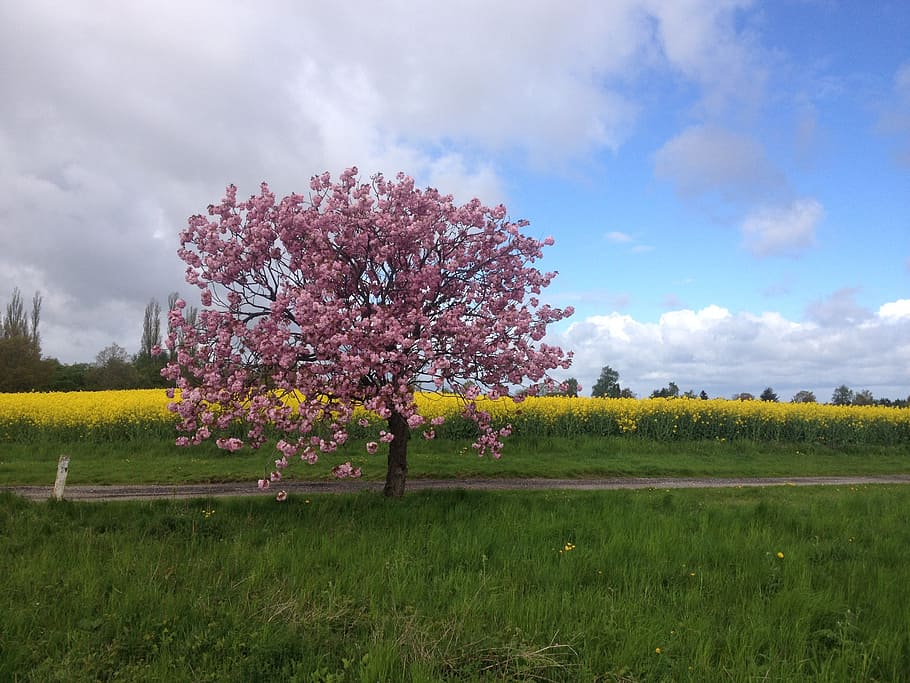 summer, fields, yellow fields, pink flowers, pink tree, road HD wallpaper