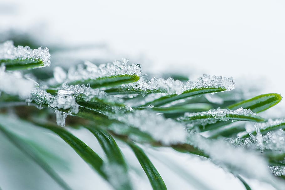 Pine Needles With Snow Crystals Close Up, cold, forest, frost, HD wallpaper