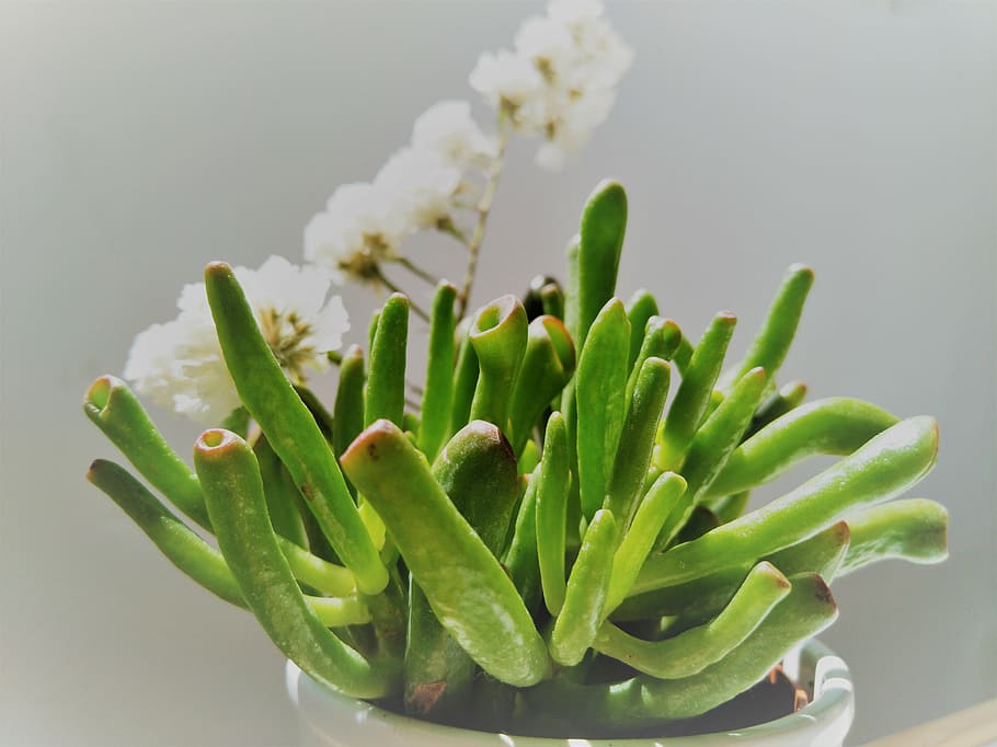 plants, simpreviven, flowers, green, green color, close-up HD wallpaper