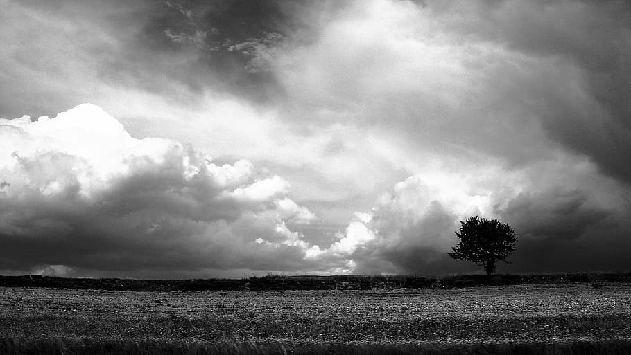 greyscale photo of tree, landscape, nature, clouds, winter HD wallpaper