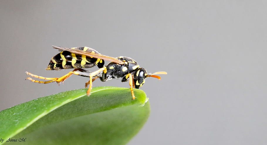 Wasp, Insect, Macro, animal themes, animals in the wild, one animal HD wallpaper