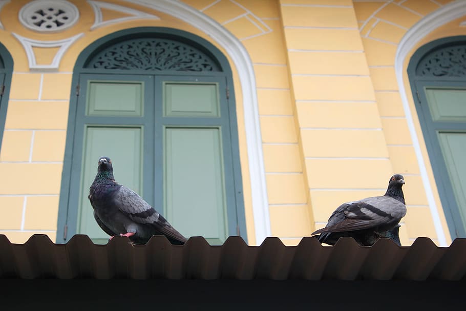Pigeons, Facade, Window, Building, architecture, ornament, bird HD wallpaper