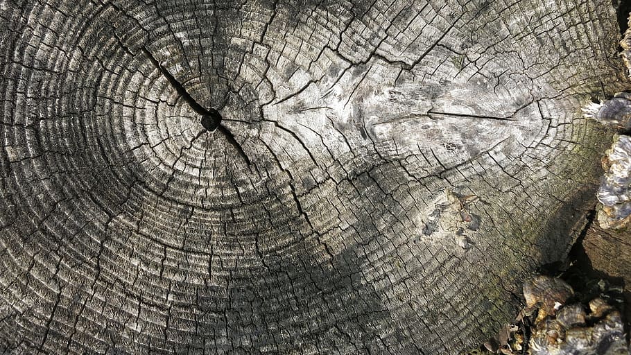 Log, Rings, Tree, Wood, Cut, Weathered, bracket fungus, nature HD wallpaper