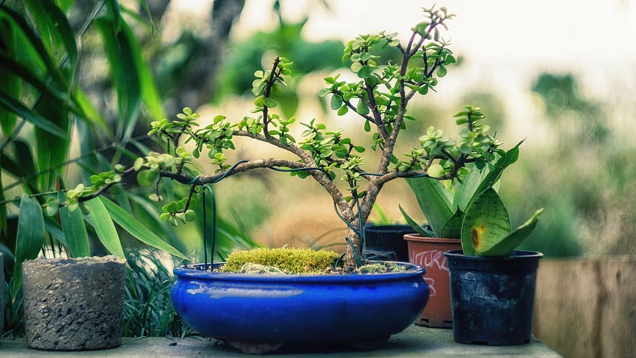 green bonsai on blue ceramic plate, plant, tree, nature, small HD wallpaper