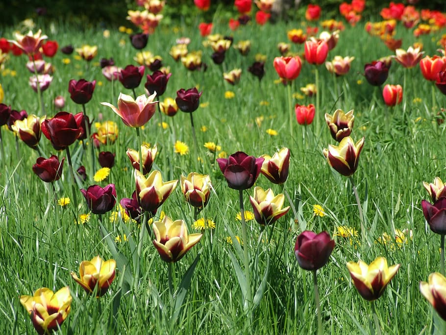 spring, tulips, meadow, grass, colorful, flower meadow, nature HD wallpaper