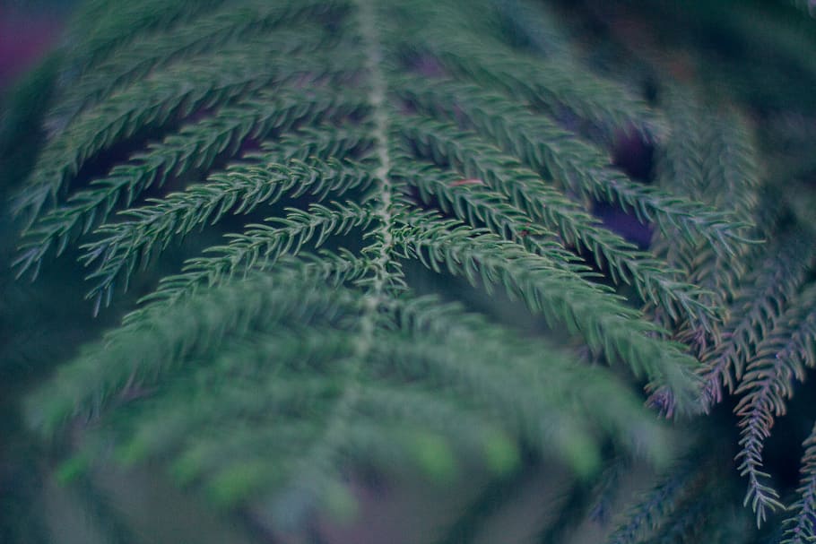 green leaves, fern, tree, bush, forest, green color, plant HD wallpaper