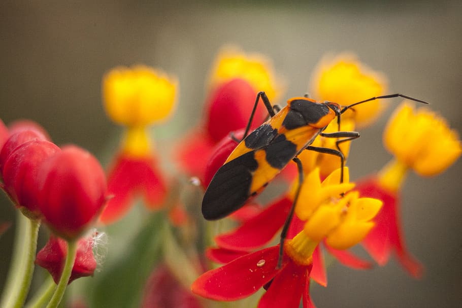 bug, insect, nature, wildlife, black, red, outdoor, flowers HD wallpaper