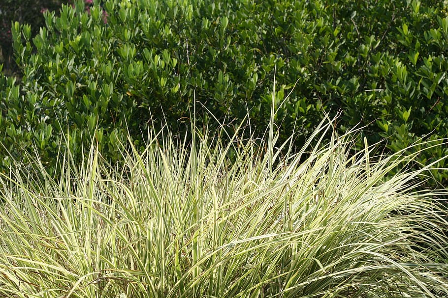 grass, shrubbery, nature, bush, leaf, hedge, green, garden HD wallpaper