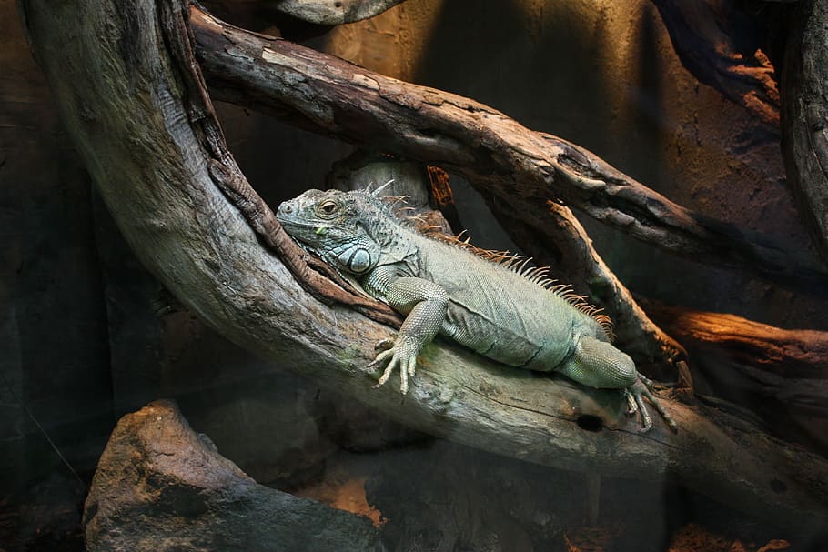 Iguana, Claws, Konar, Lizard, the lizard, terrarium, heat, zoo HD wallpaper