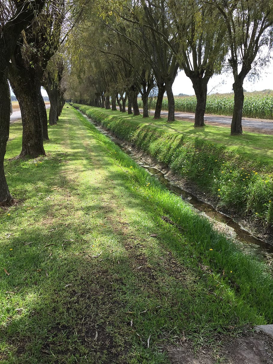but, tree, allee, fields, nature, plant, grass, tranquility HD wallpaper
