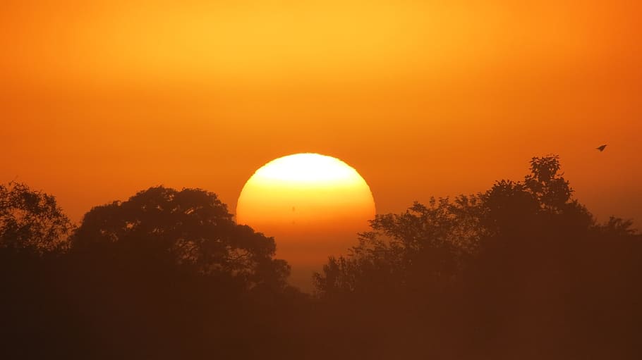 silhouette of trees in golden hour background, swamp, dawn HD wallpaper