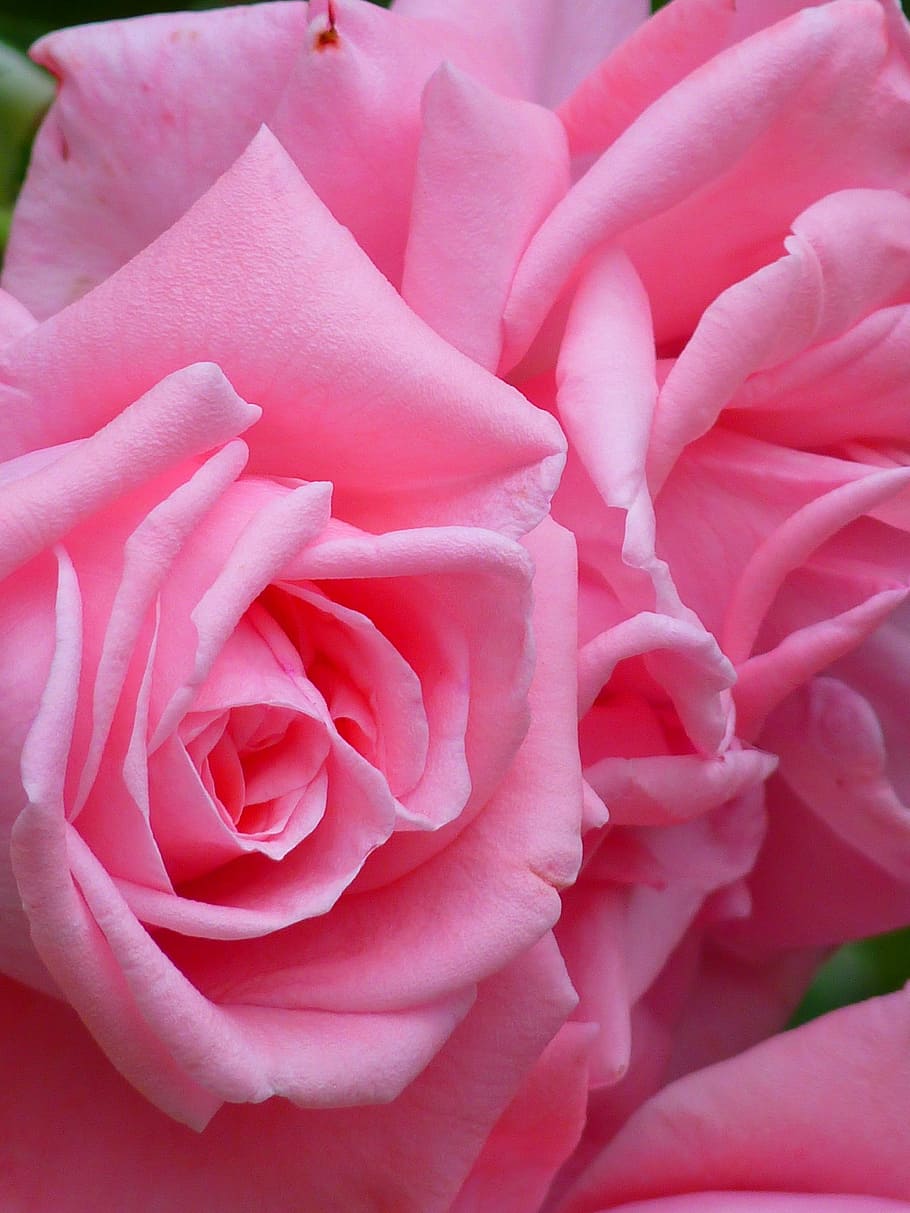 close-up photo of pink roses, Flower, rose bloom, beautiful HD wallpaper