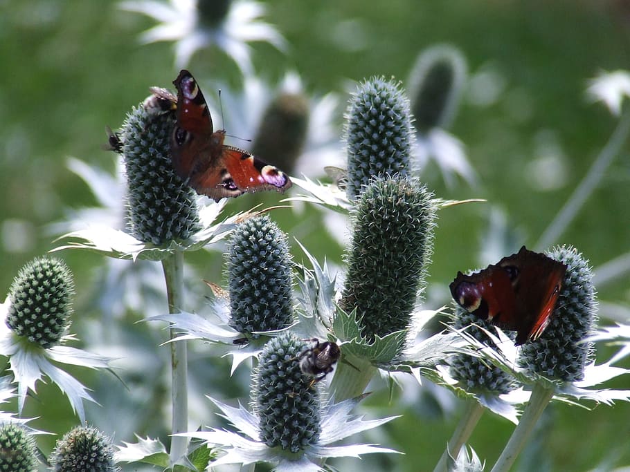 nature, insects, animal themes, bird, animals in the wild, group of animals HD wallpaper