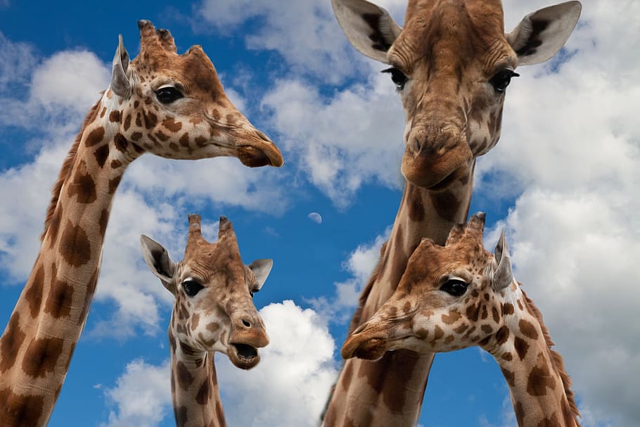 four giraffe animals heads, giraffes, family, education, talk