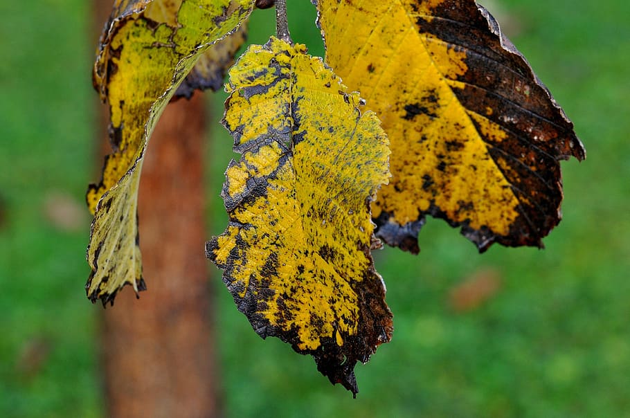 elm, leaf, leaves, autumn, macro, plant part, yellow, close-up HD wallpaper