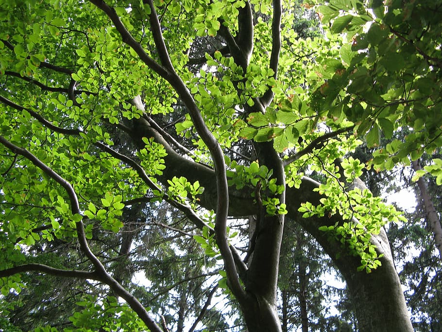 beech, tree, leaves, green, aesthetic, summer, nature, forest HD wallpaper