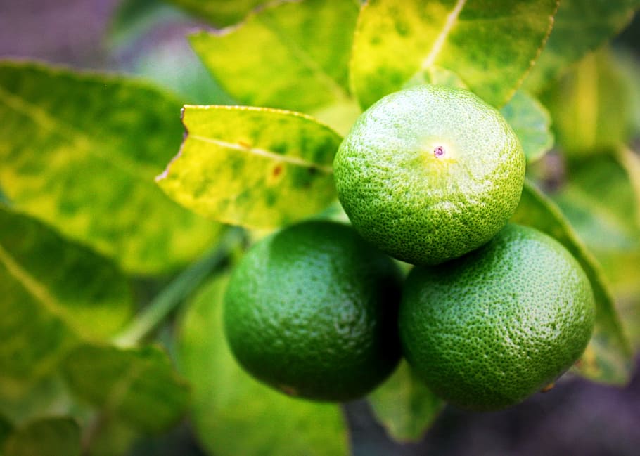 lime, lemon, slice, green, whole, white, leaf, citrus, fruit HD wallpaper