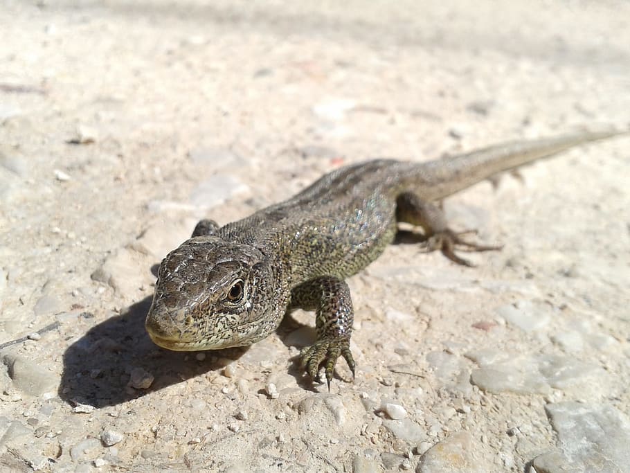 Lizard, Nature, Reptile, Animal, wildlife, animals And Pets HD wallpaper