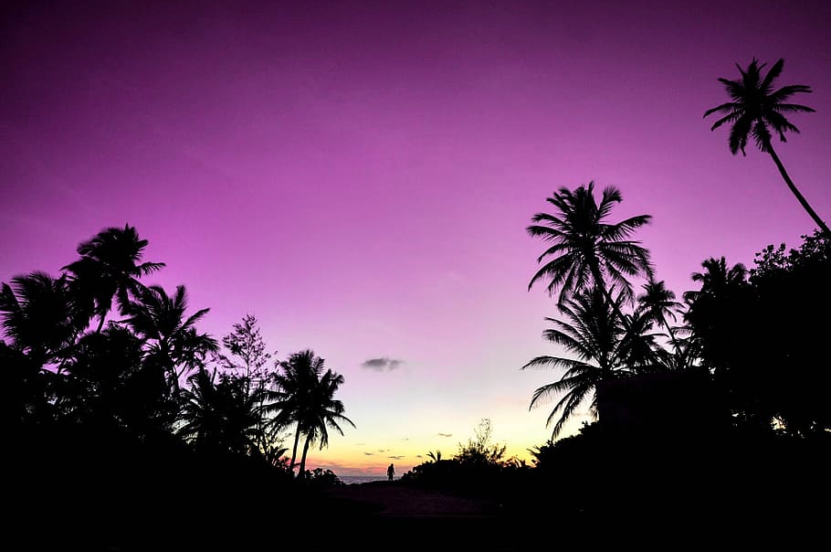 dawn, landscape, nature, sunset, backlit, beach, dusk, evening HD wallpaper