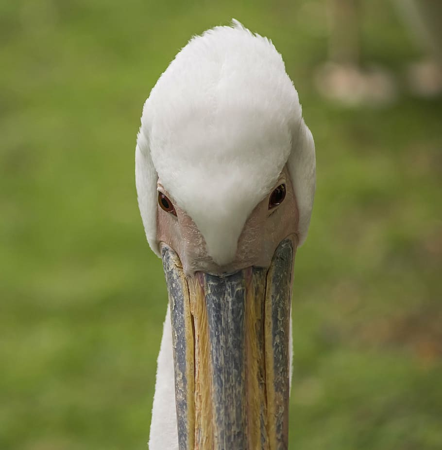 pelican, bird, nature, water, wildlife, animal, white, beak, HD wallpaper
