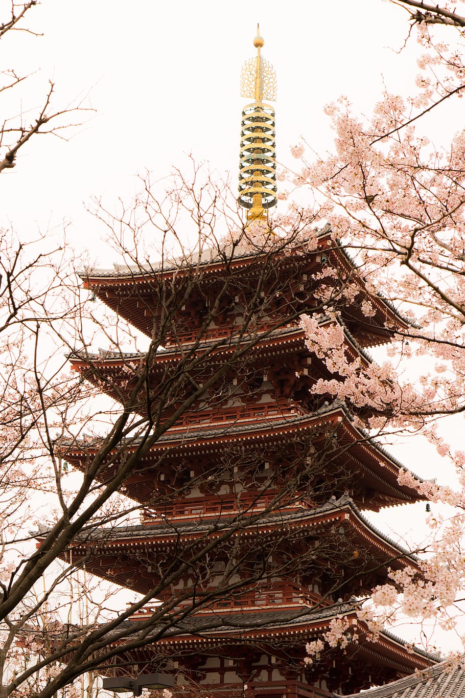 Japanese tower with cherry blossom trees, Asakusa, Cherry Blossoms