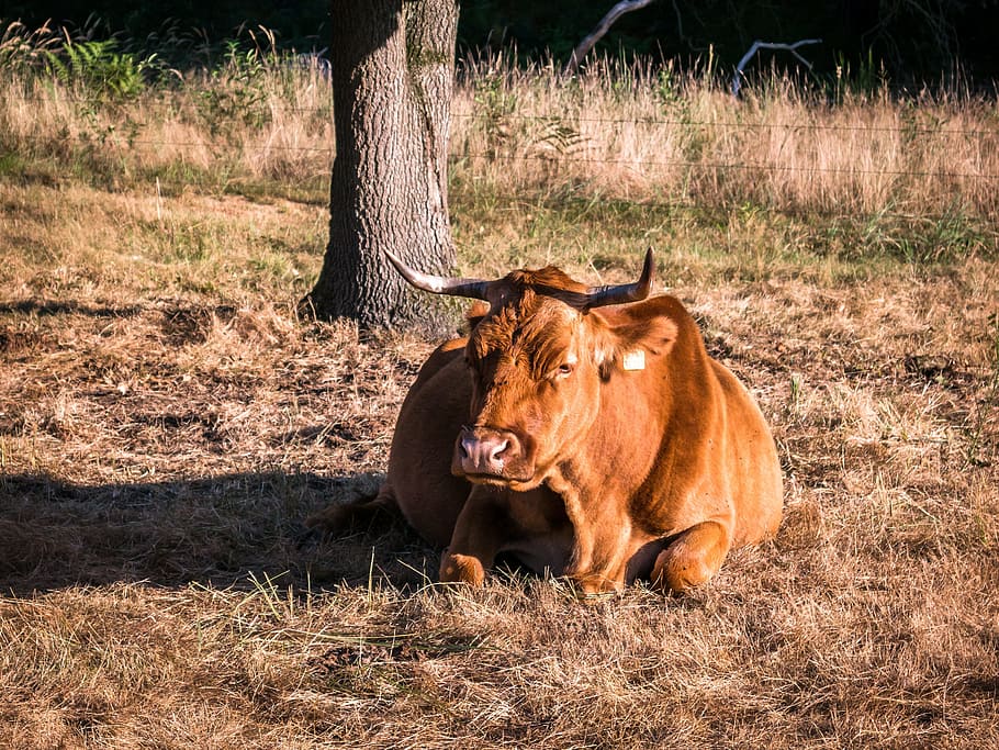 cow, beef, concerns, tree, rest, digest, pasture, graze, livestock HD wallpaper