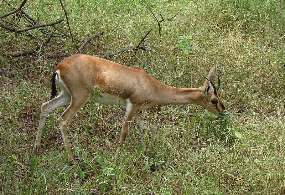 chinkara, gazella bennettii, indian gazelle, ravine deer, gujarat chinkara, HD wallpaper