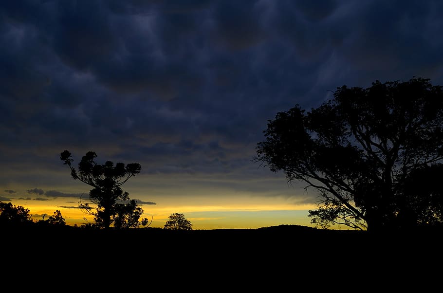 backlit, clouds, cloudy, dawn, dusk, horizon, leaves, outdoors HD wallpaper
