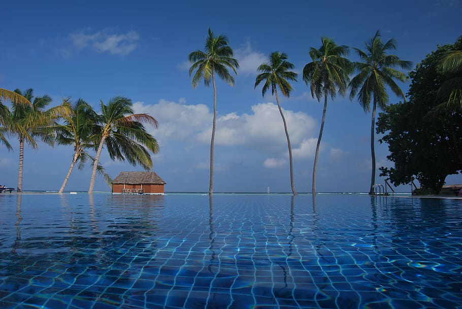 view of infinity pool and palm trees during daytime, blue, exotic