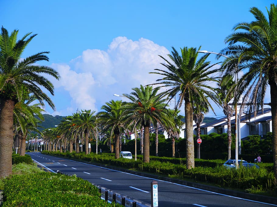 palm trees, tree lined, blue sky, white, cloud, green, asphalt, HD wallpaper