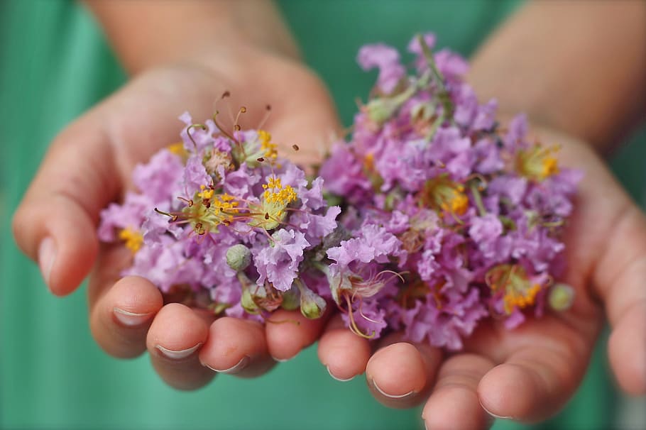 person holding purple petaled flower, hands, child, rustic, garden
