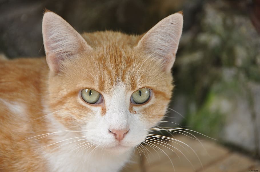 cat, animals, brown, domestic Cat, pets, cute, looking, outdoors HD wallpaper
