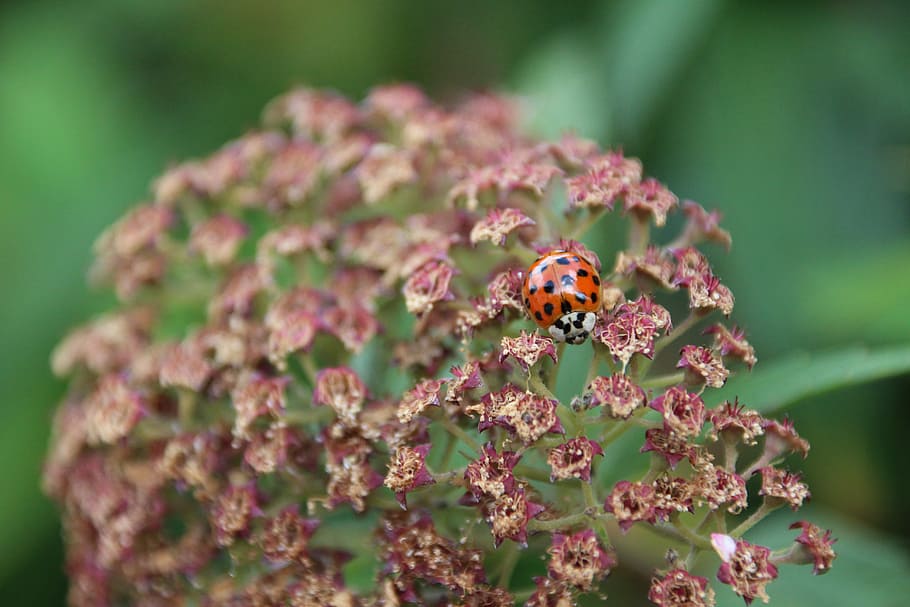 Ladybug, Points, Lucky Charm, insect, flower, one animal, animals in the wild HD wallpaper